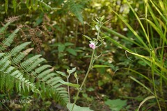 Urena lobata subsp. lobata